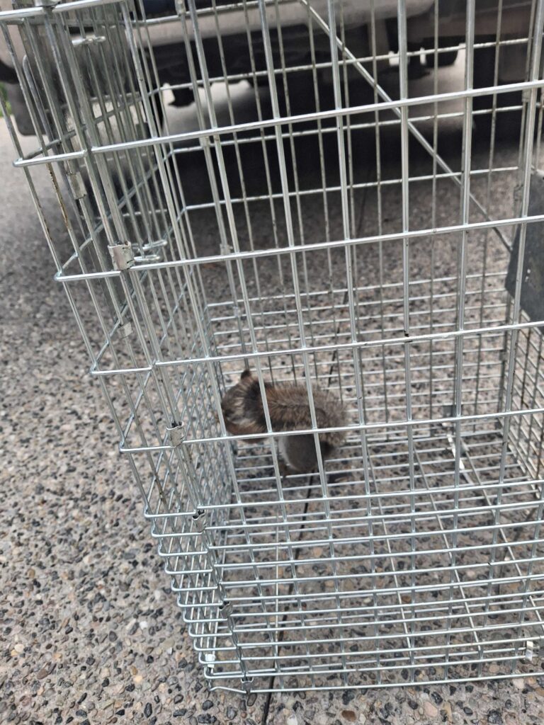 Squirrel Control Lithia