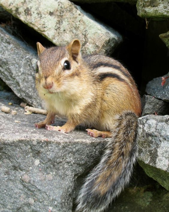 Squirrel Control Lithia