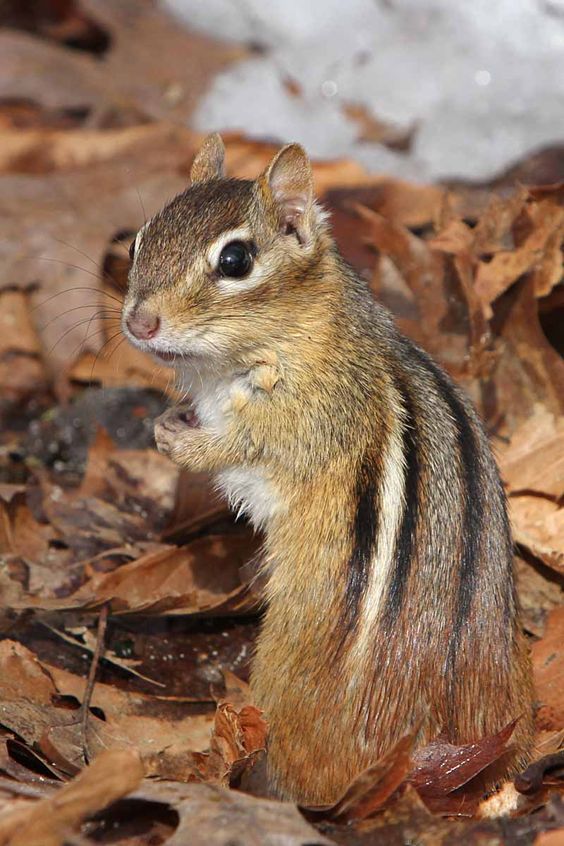 Squirrel Control Lithia