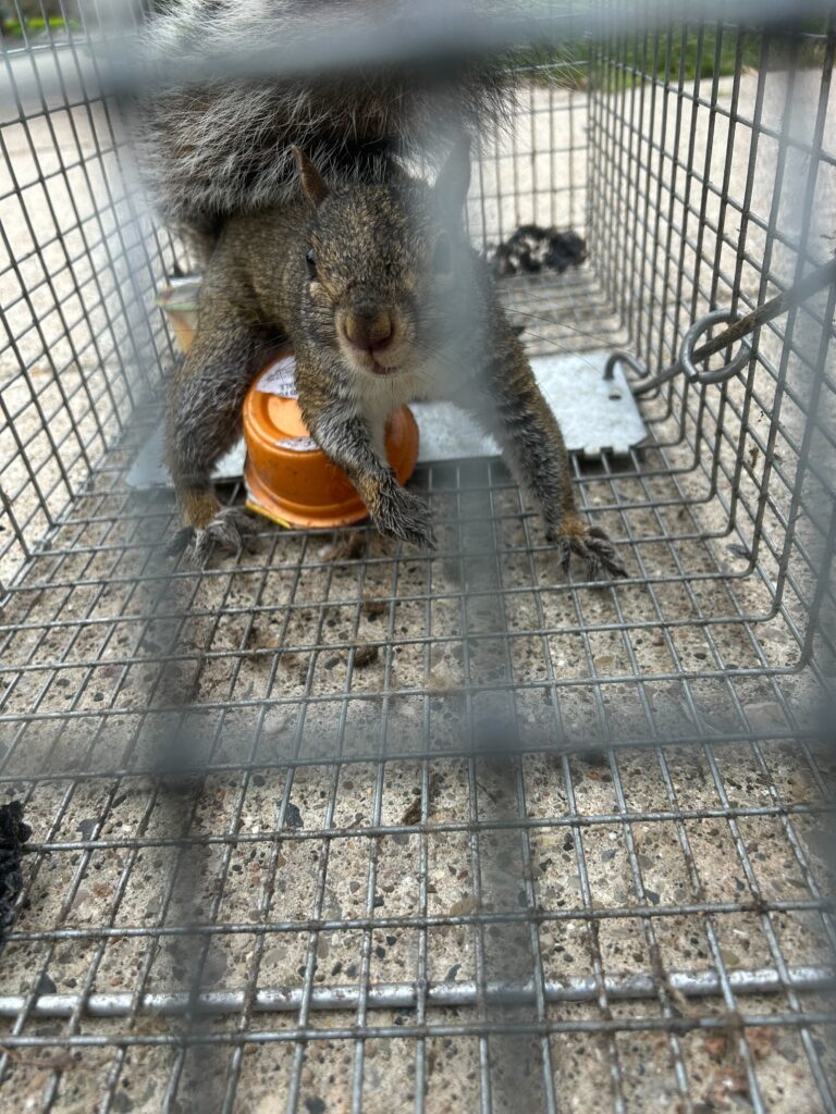 Squirrel Control Lithia