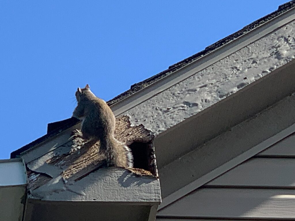 Squirrel Control Lithia