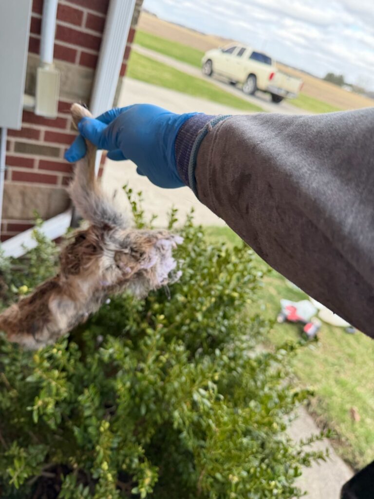 Squirrel Control Lithia